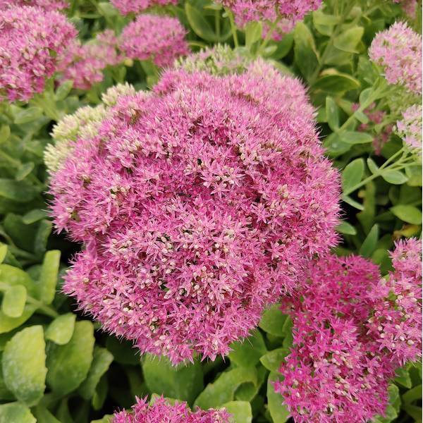 Grand orpin vivace à fleur rose très vif Sedum spectabile Neon