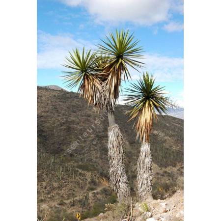 Yucca mixtecana