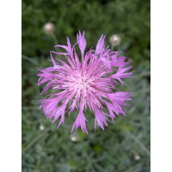 Centaurée élégante - Centaurea bella - Plante vivace de terrain sec