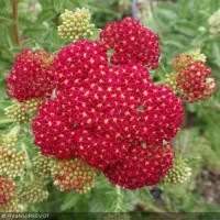 achillea millefolium red velvet achillee millefeuille rouge