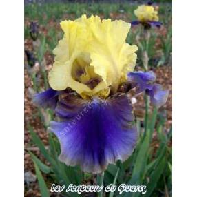 Iris 'Jurassic Park'