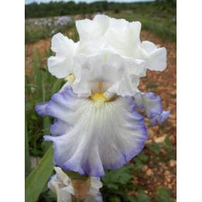 Iris 'Azure Icicle' blanc pur et bleu vif 