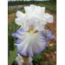 Iris 'Azure Icicle' blanc pur et bleu vif 