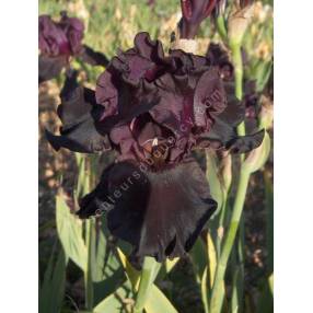 Iris 'Bar de Nuit'