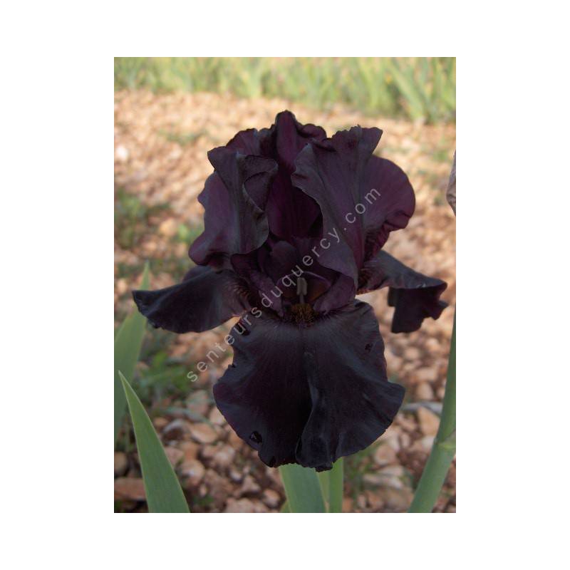 Iris 'Bar de Nuit'