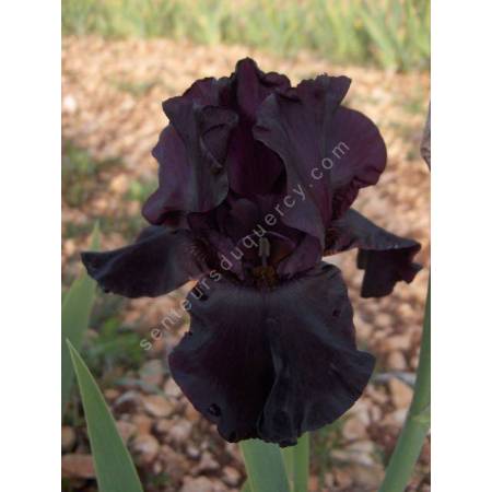 Iris 'Bar de Nuit'