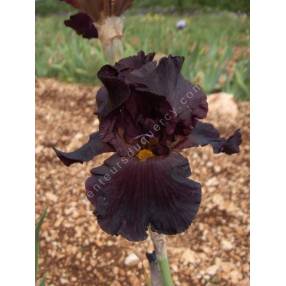 Iris 'Black as Night'