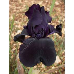 Iris 'Black Tie Affair'