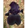 Iris 'Black Tie Affair'