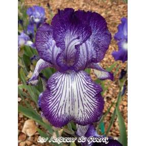 Iris 'Circus Stripes'