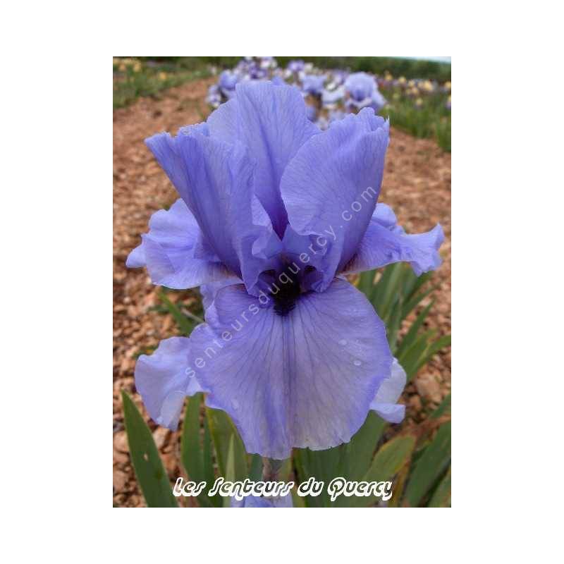 Iris 'Codicil'