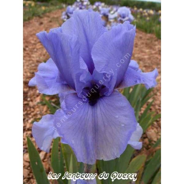 Iris 'Codicil'