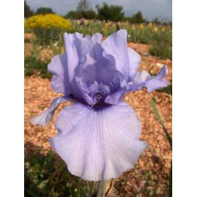 Iris 'Codicil'