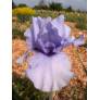 Iris 'Codicil'