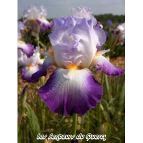 Iris 'Conjuration'