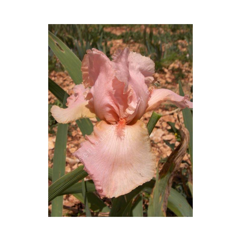 Iris 'Deep Caress'