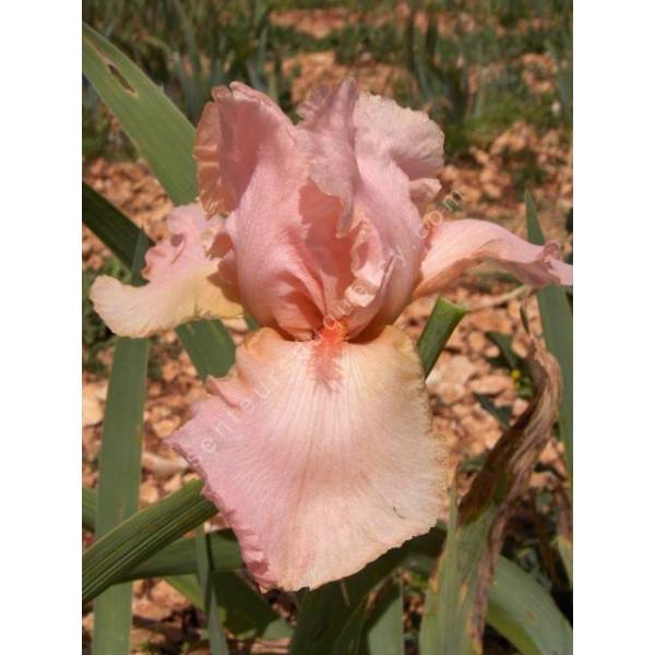 Iris 'Deep Caress'