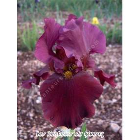 Iris 'Dynamite'