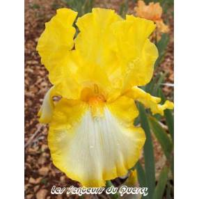 Iris 'Fringe Of Gold'