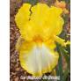 Iris 'Fringe Of Gold'