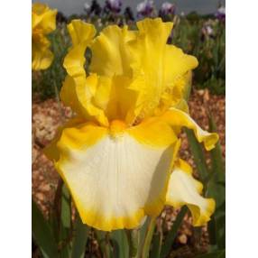 Iris 'Fringe Of Gold'