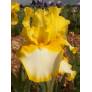 Iris 'Fringe Of Gold'