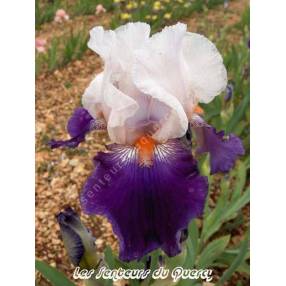 Iris 'Hortense C'