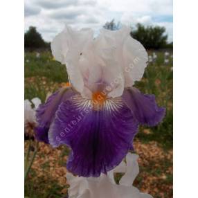 Iris 'Hortense C'