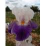 Iris 'Hortense C'