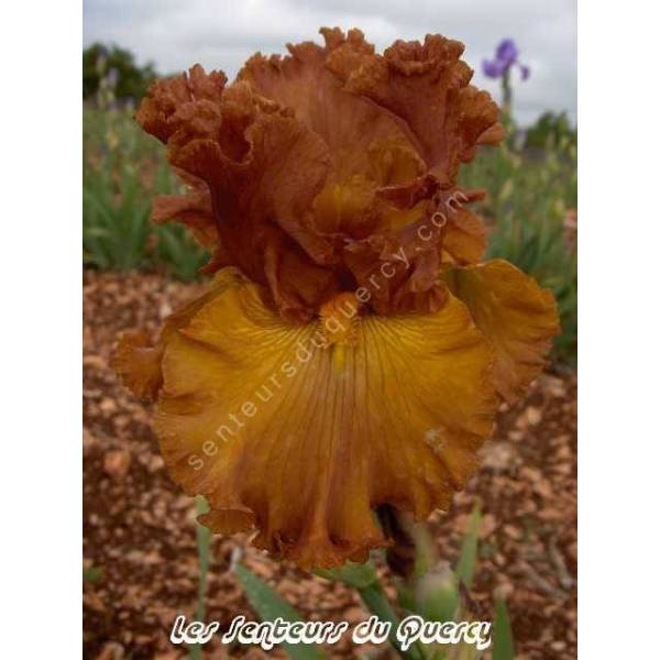 Iris 'Lumière d'Automne'