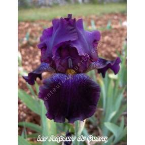 Iris 'Monsieur'