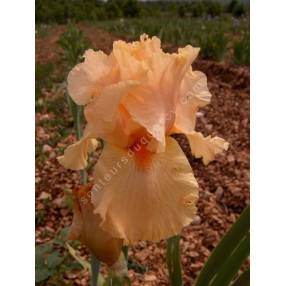 Iris 'Orange Popcicle'