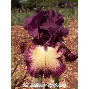 Iris 'Ostentatious'