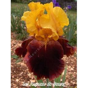 Iris 'Supreme Sultan'