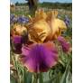 Iris 'Syncopation'