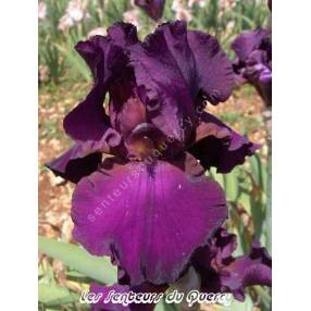 Iris 'Thriller'