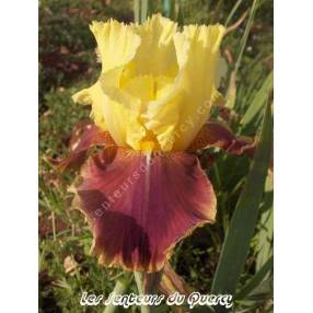 Iris 'Tracy Tyrene'