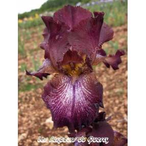 Iris 'Trencavel'