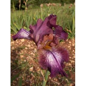 Iris 'Trencavel'