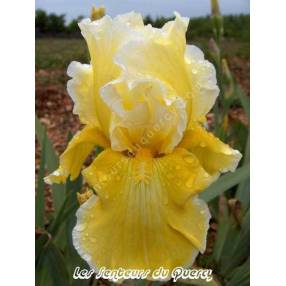 Iris 'Via Domitia'