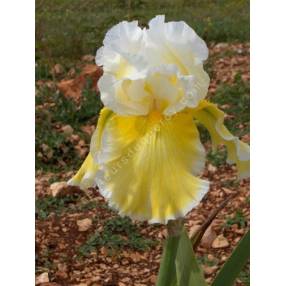 Iris 'Via Domitia'