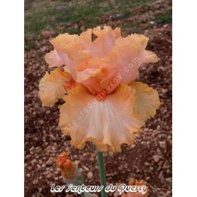 Iris 'Viva Mexico'