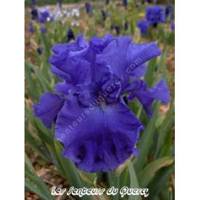 Iris 'Yakina Blue'