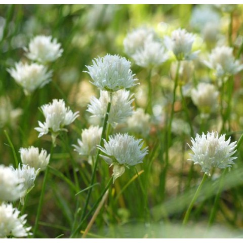 allium schoenoprasum corsican white ciboulette blanche