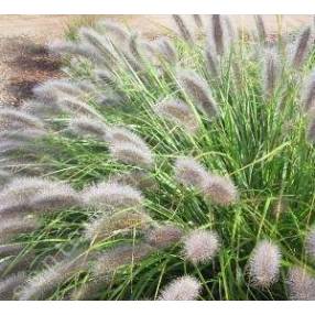 Acheter des Herbe aux écouvillons décorative WEILIN sur motte d'herbe, vert,  25cm