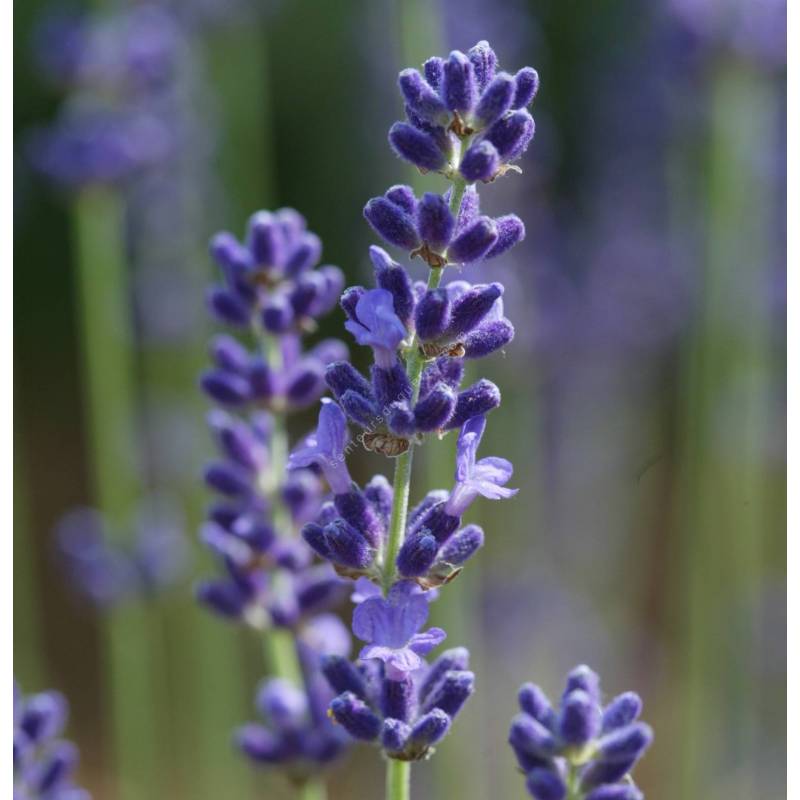 Lavande fine à fleur bleue foncé - Lavandula angustifolia 'Oxford Gem