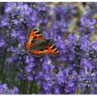 lavandula angustifolia little lady vraie lavande naine