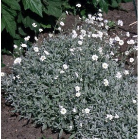 Plantes Couvre Sols Permettant De Diminuer Lentretien Au Jardin