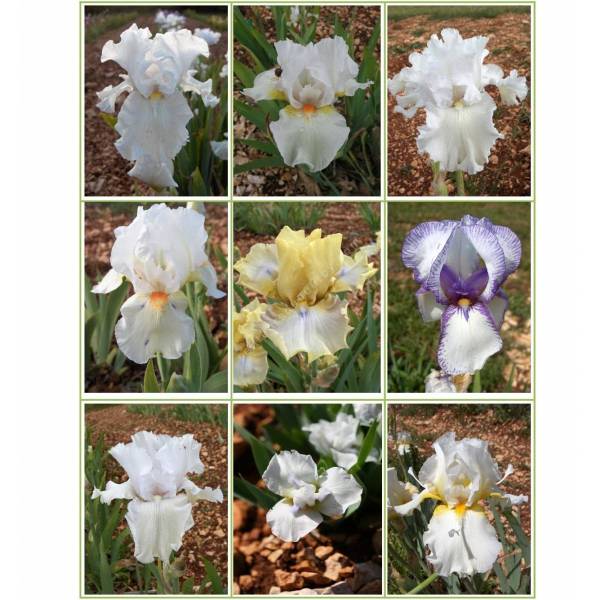 Collection : Lot de 9 Grands Iris blancs différents pour le prix de 7