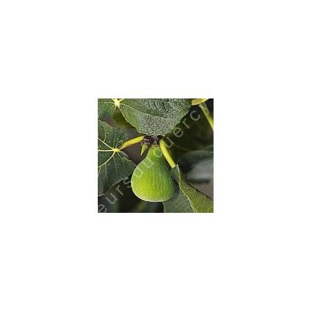 Figuier 'Dame Blanche' - Ficus carica